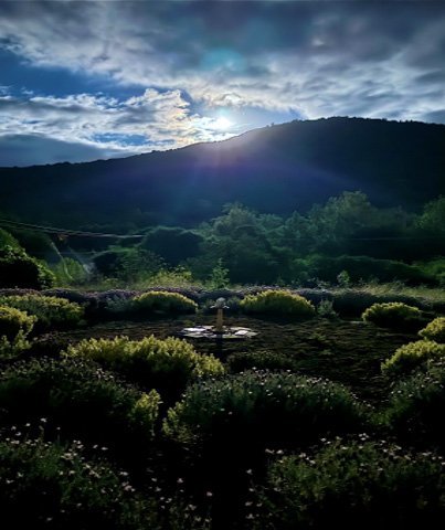 Lavender Labyrinth under the full moon