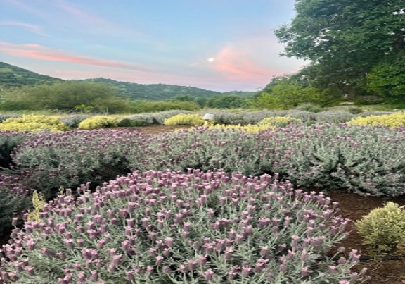 4 Day Women’s Retreat in the Sierra Nevada Mountains